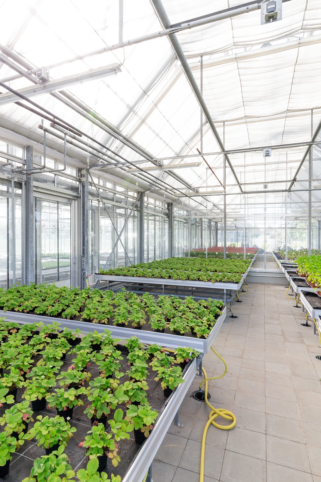 Innenansicht eines landwirtschaftlichen Gewächshauses als Anbau eines bestehenden Hofes